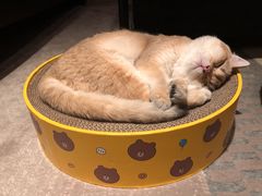 -东方名猫馆·英短金渐层布偶猫舍(环线广场1号楼店)