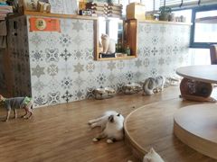 -猫小主咖啡·猫咖cat cafe(福田店)