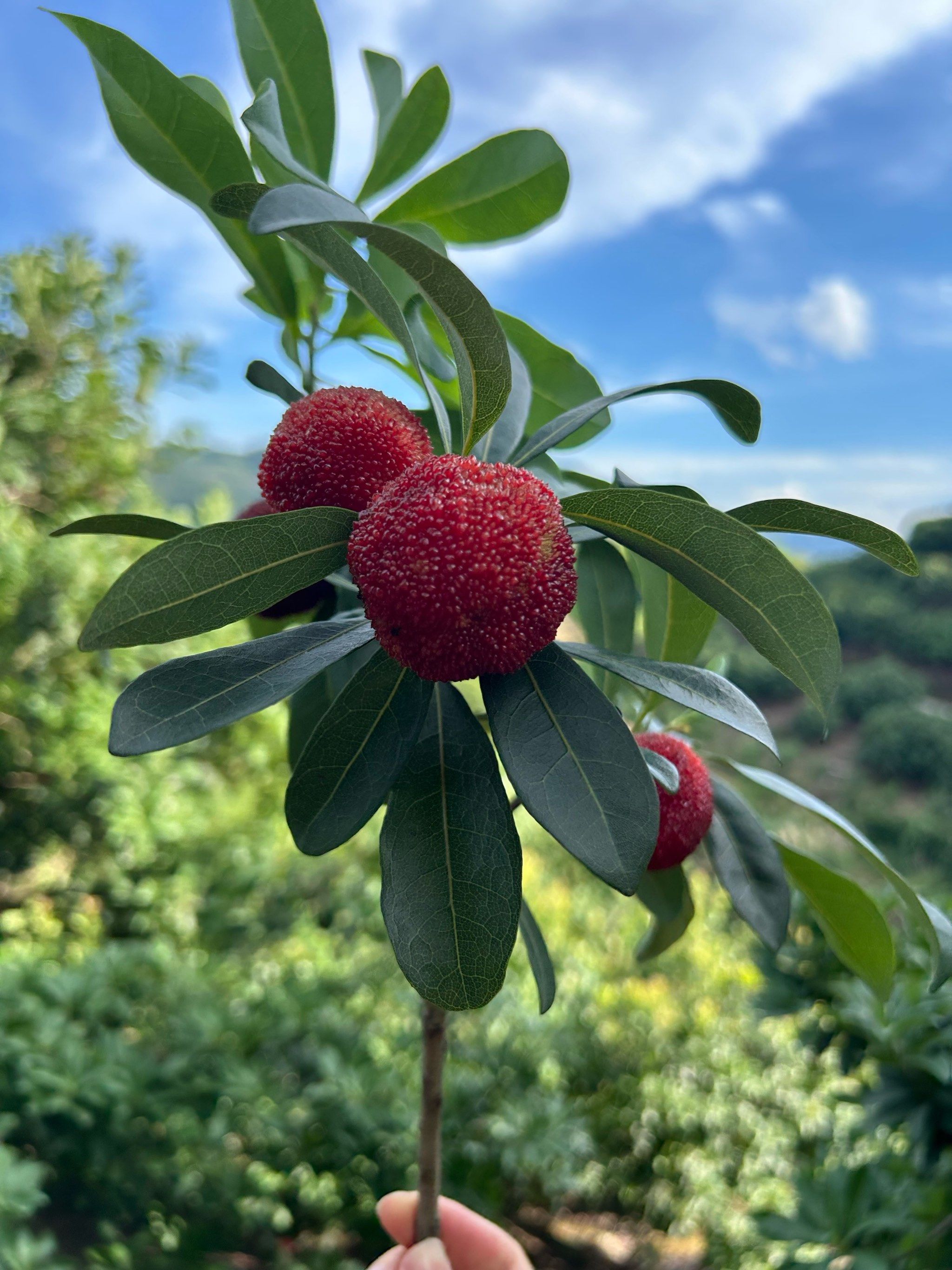 六月杨梅 仙居甲天下