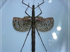 -上海昆虫博物馆