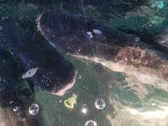 -好灶头妈妈菜·柴火灶台鱼·千岛湖土菜地标美食