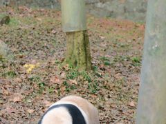 -都江堰中华大熊猫苑