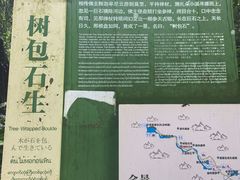 -莫里热带雨林景区