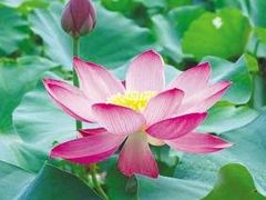 -上海鲜花港