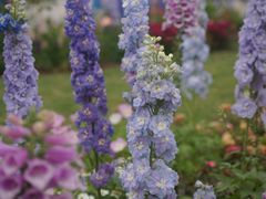 -深圳国际园林花卉博览园