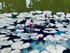 -中国科学院西双版纳热带植物园