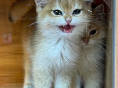 -喵百万·布偶·蓝金金渐层英短·猫舍(百子湾店)