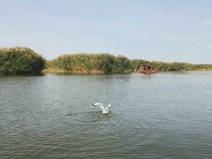-乌梁素海景区