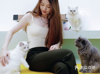 绿野喵踪｜ins风未卡猫空间快来吸猫吧！