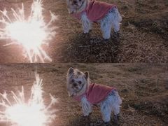 -萌宠之家·腊肠犬·马尔泰·小体犬舍