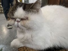 -共舞时光猫咖·狗咖(新街口店)