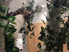 -袖虎·猫馆(体育西路店)