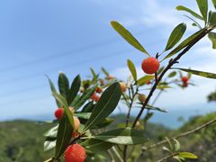 -玫瑰海岸文化旅游度假区