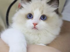 -lincat·猫舍(广州店)