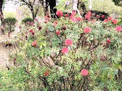 -大亚湾红树林城市湿地公园
