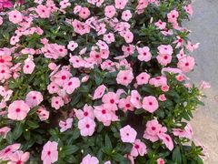 -龙大花卉苗木市场