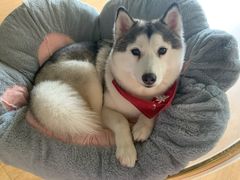 -Husky Go! 哈士奇体验馆·宠物咖啡厅狗咖