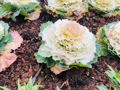 -映象潇湘·小瑶村(植物园店)