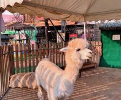 -萌宠亲子动物乐园(槐房万达店)