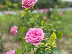 -上海滨江森林公园