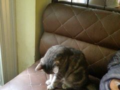 -猫色咖啡·猫咖