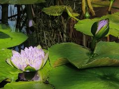 -国家植物园南园