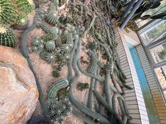 -深圳仙湖植物园