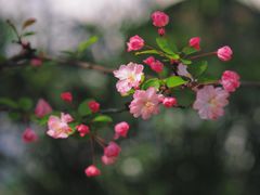 -棠湖公园