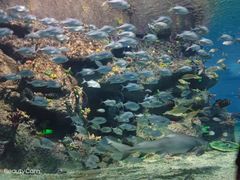 -沙沙哗啦海洋馆(华宇百花谷店)