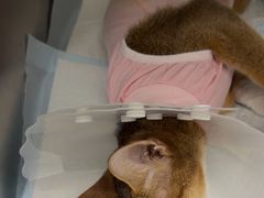 -达爱动物医院·犬猫分区·CT·复杂眼科(远洋山水分院)