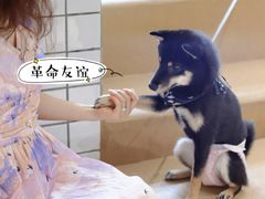 -柴务处·柴犬主题狗咖