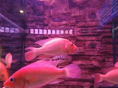 -洛阳龙门海洋馆