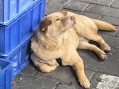 -汤氏美食台山水步特色黄鳝饭(龙津东路店)