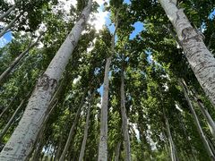 -大兴滨河森林公园