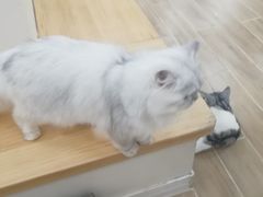 -李小姐の猫咖啡馆(五角场店)