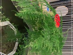 -素慧餐厅(大虹桥店)