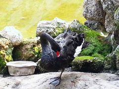 -燕塞湖鸟语林景区