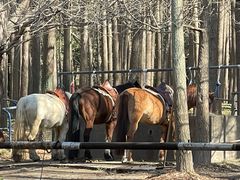 -上海共青森林公园