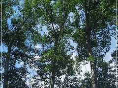 -北京大学燕东园