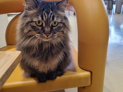 -藏猫猫咖啡主题馆(中央大道店)