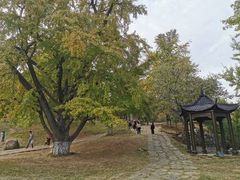 -千年银杏谷文化旅游区