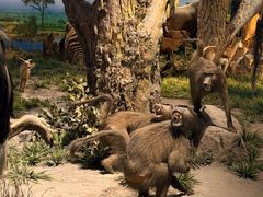 -国家自然博物馆