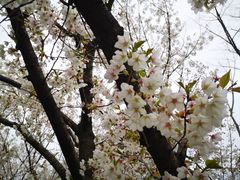 -苏州上方山国家森林公园
