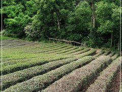 -龙坞茶村