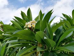 -广西壮族自治区药用植物园