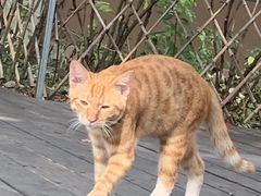 -九鼎轩脆毛肚火锅(商业街店)