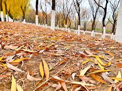 -永定河休闲森林公园