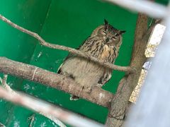 -西霞口神雕山野生动物世界