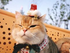 -三圣花乡旅游区