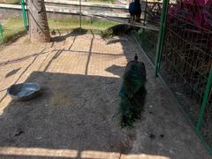 -西双版纳融创皇冠假日度假酒店